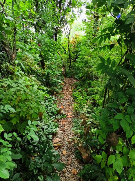  - Grădina 2024 continuare 4