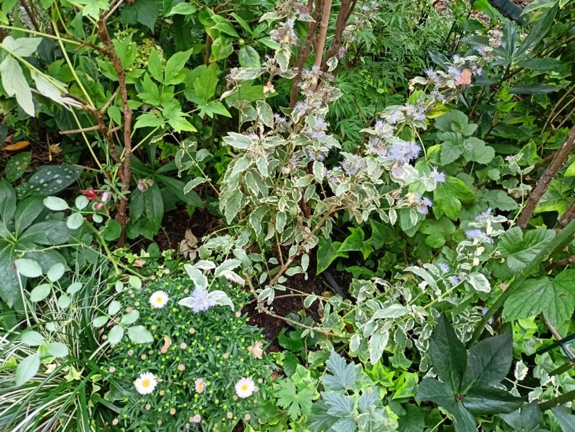  - Grădina 2024 continuare 4