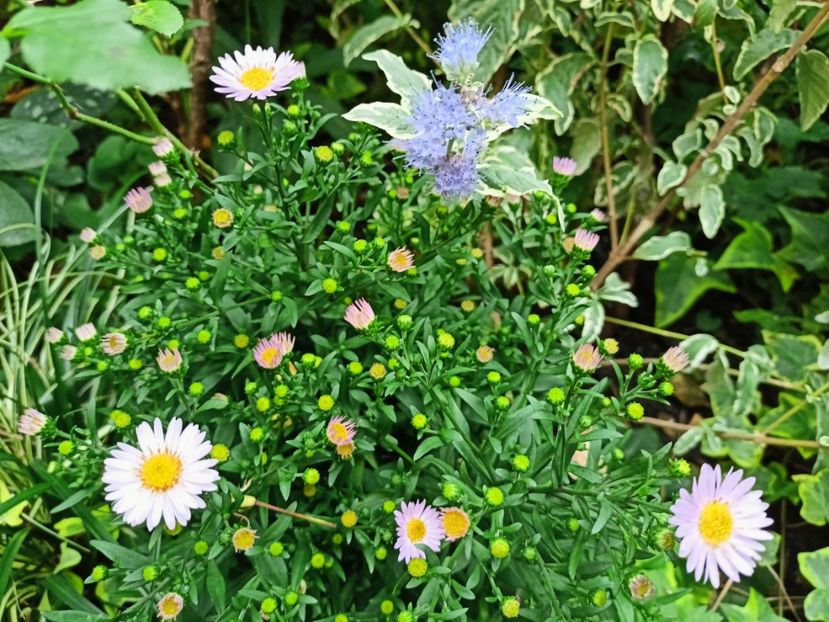  - Grădina 2024 continuare 4