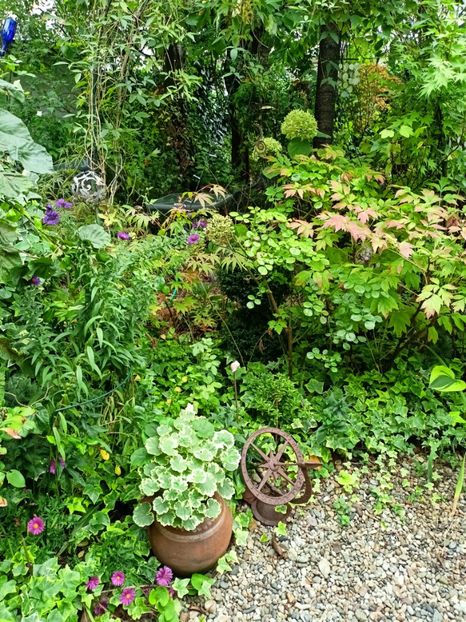  - Grădina 2024 continuare 4