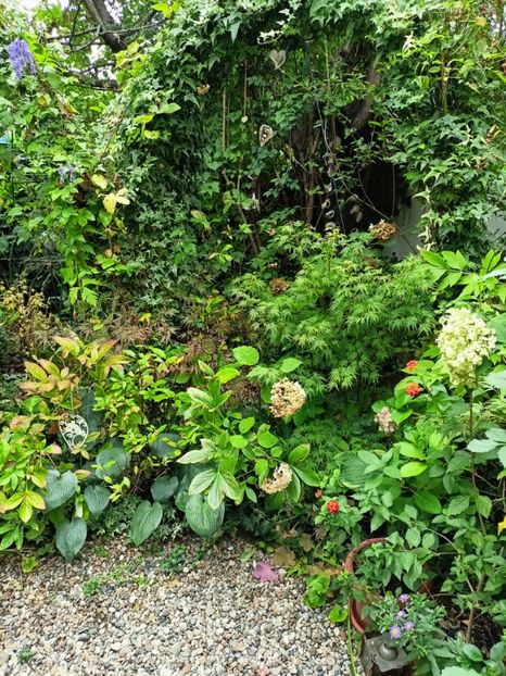 Firecracker și Seiryu - Grădina 2024 continuare 4