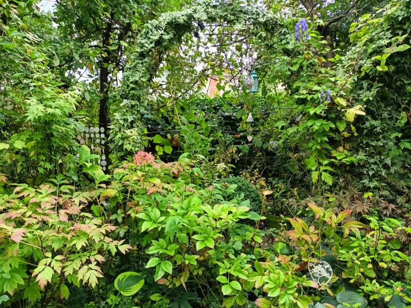  - Grădina 2024 continuare 4