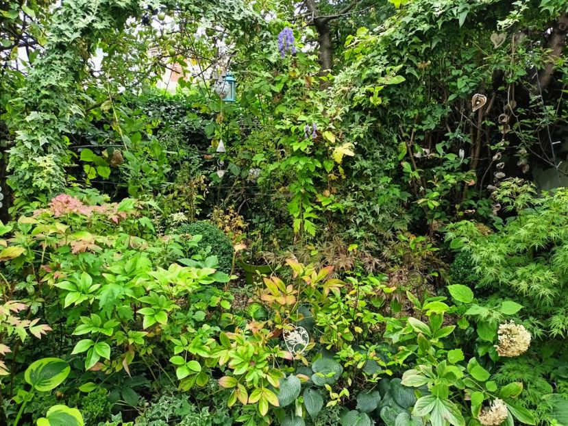  - Grădina 2024 continuare 4