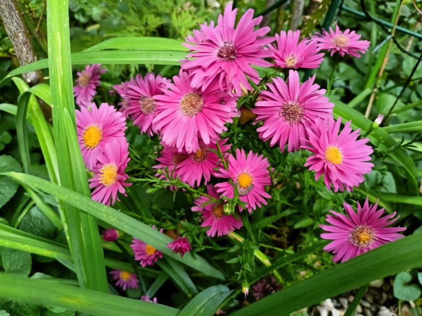  - Grădina 2024 continuare 4