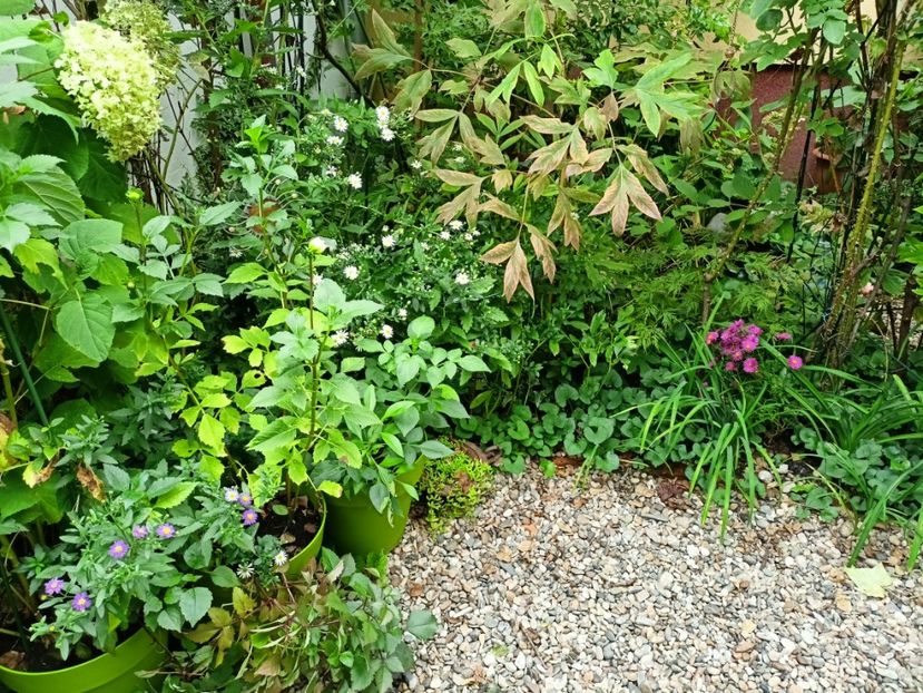  - Grădina 2024 continuare 4