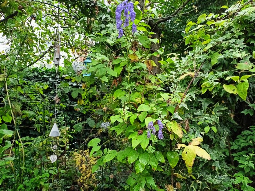  - Grădina 2024 continuare 4