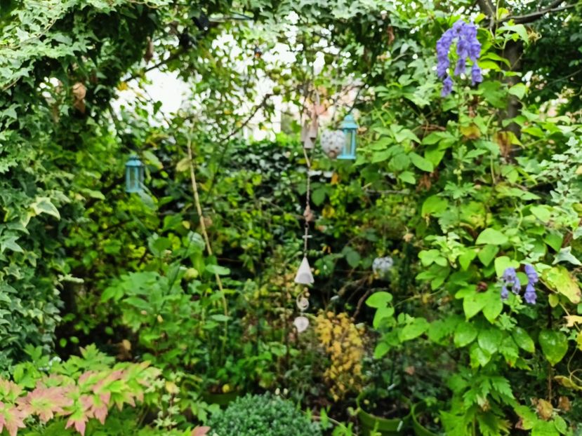  - Grădina 2024 continuare 4