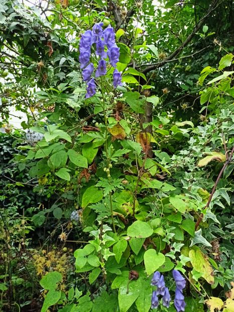 Omag - Grădina 2024 continuare 4