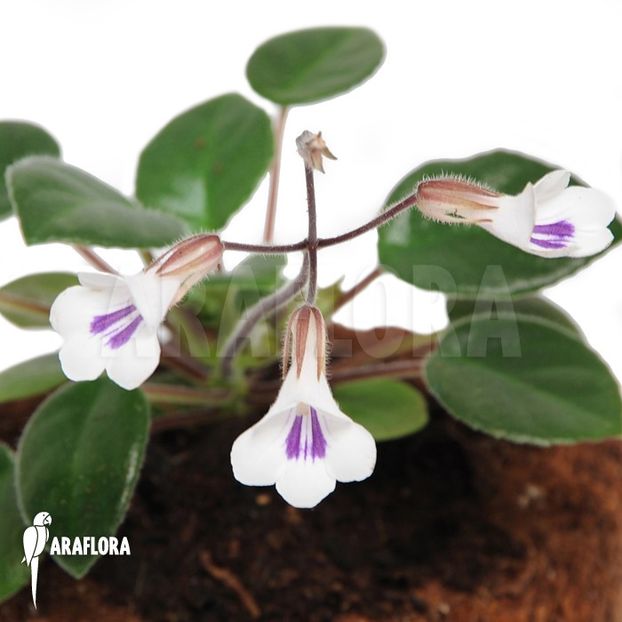 Chirita-tamiana-1 - 0 0 0 0 0 0 A Tamiana