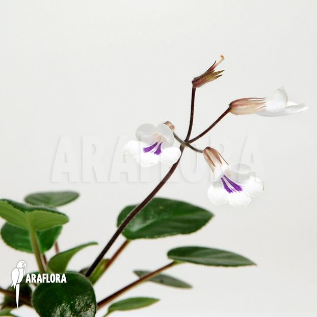 Chirita Tamiana - 0 0 0 0