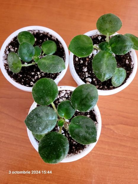  - 0 0 0 0 0 0 A Tamiana