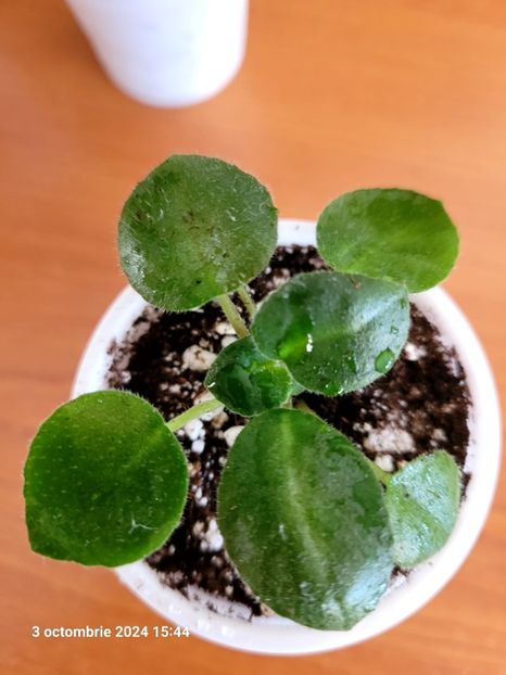 15 - 0 0 0 0 0 0 A Tamiana