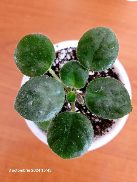 Chirita Tamiana 15 rez - 0 0 0 0