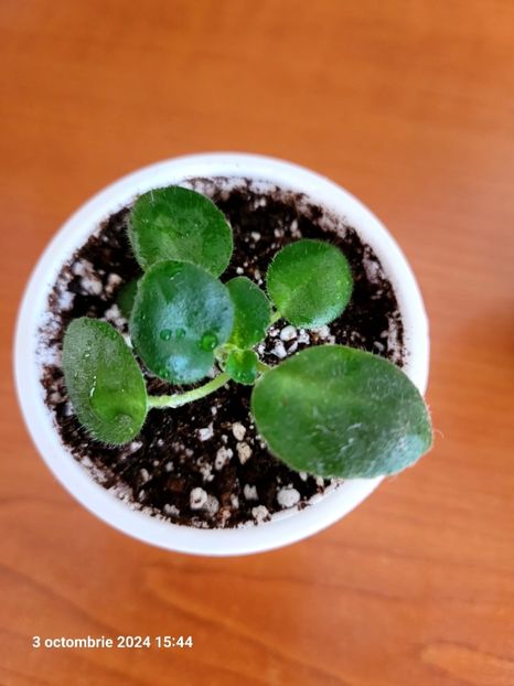 15 - 0 0 0 0 0 0 A Tamiana