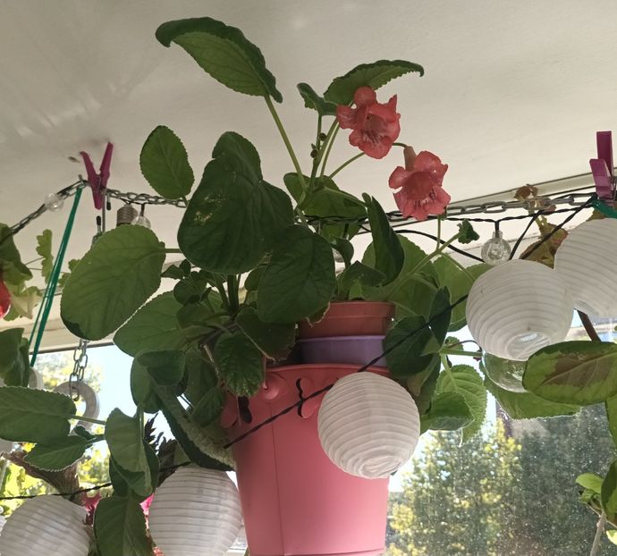 Da, vedeti bine, e in tavan! :)) - MGs Tenko