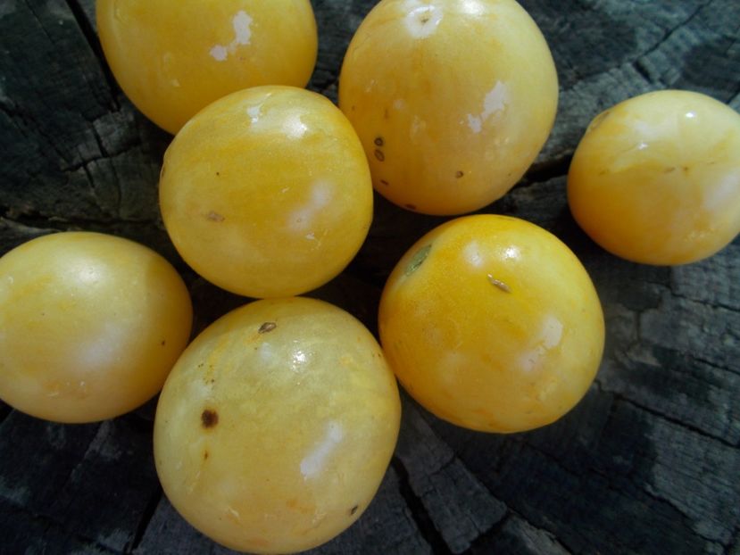  - SEMINTE ROSII - T 1109 YELLOW VERNISSAGE