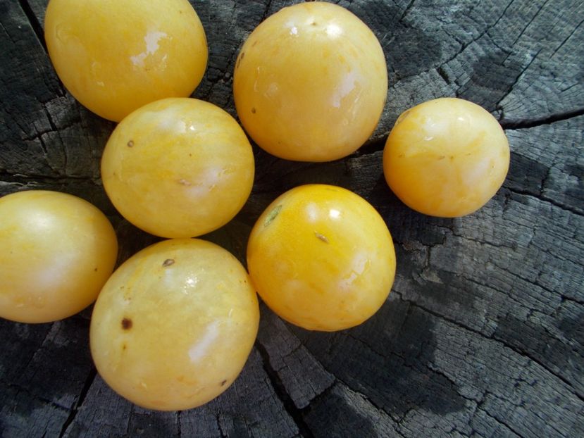  - SEMINTE ROSII - T 1109 YELLOW VERNISSAGE