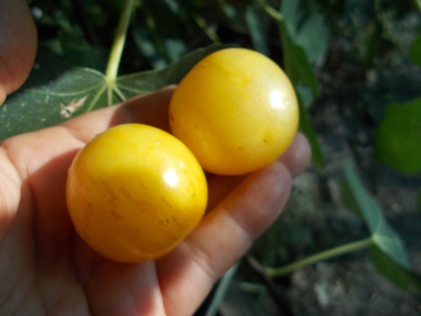  - SEMINTE ROSII - T 1109 YELLOW VERNISSAGE