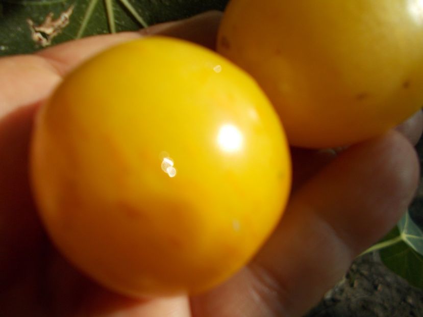  - SEMINTE ROSII - T 1109 YELLOW VERNISSAGE