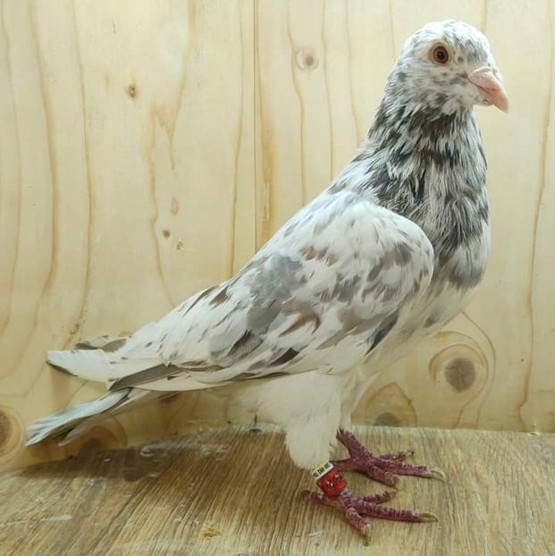  - Nu îmi aparțin 7