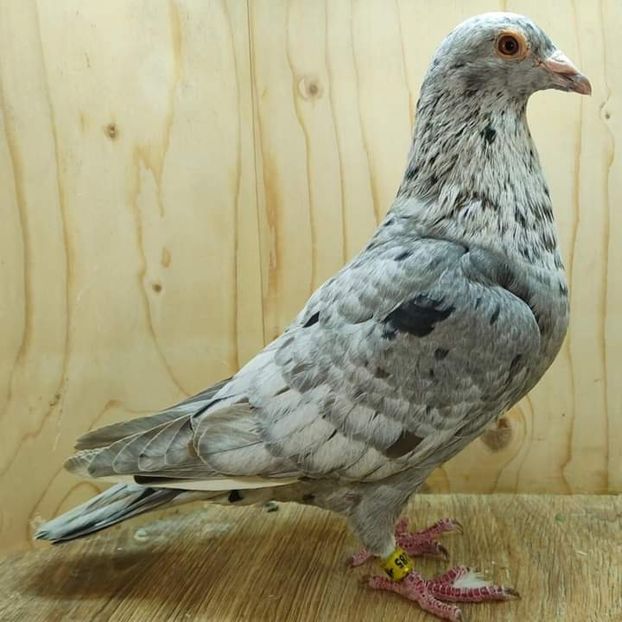  - Nu îmi aparțin 7