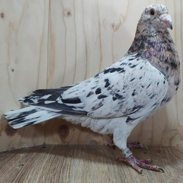  - Nu îmi aparțin 7