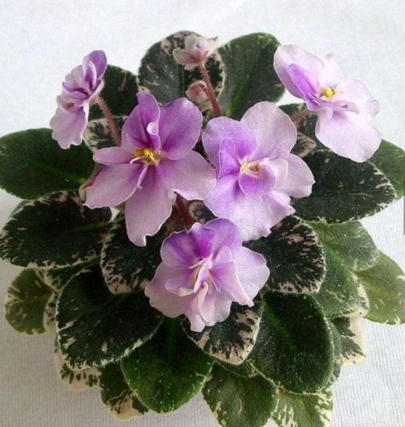 Poza net - Toy Castle