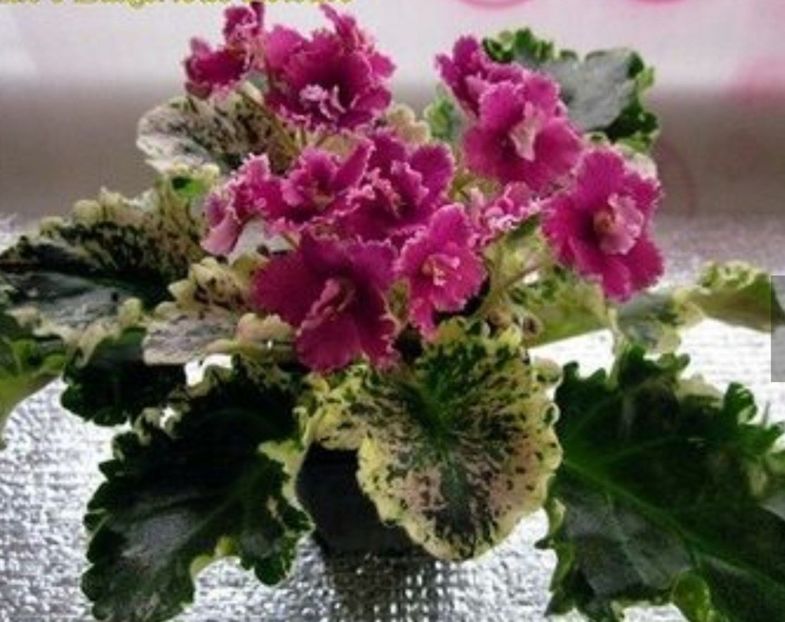 poza net - Mac s Luxurios Leisure