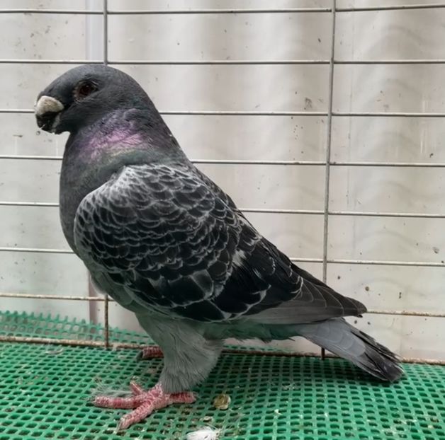 FEMELĂ NPA 2021 - NPA 452 - RALPH WHITSON - ACHIZITII IMPORT USA 2025