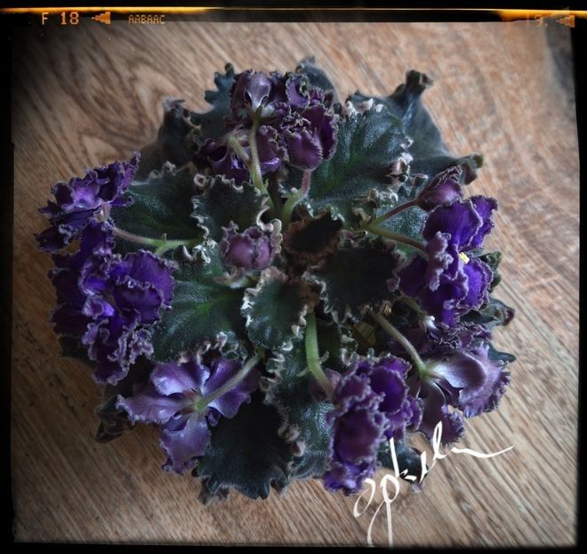 LE Sedoi Graf - AA violete africane de colectie