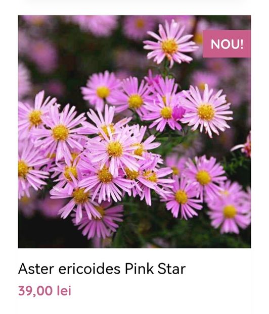 Aster ericoides Pink Star - aaa Comanda plante 2022 2023 2024