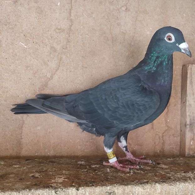 Femela 24-006 - Negru