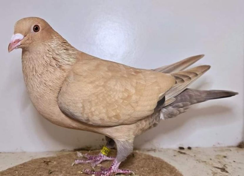  - Nu îmi aparțin 7