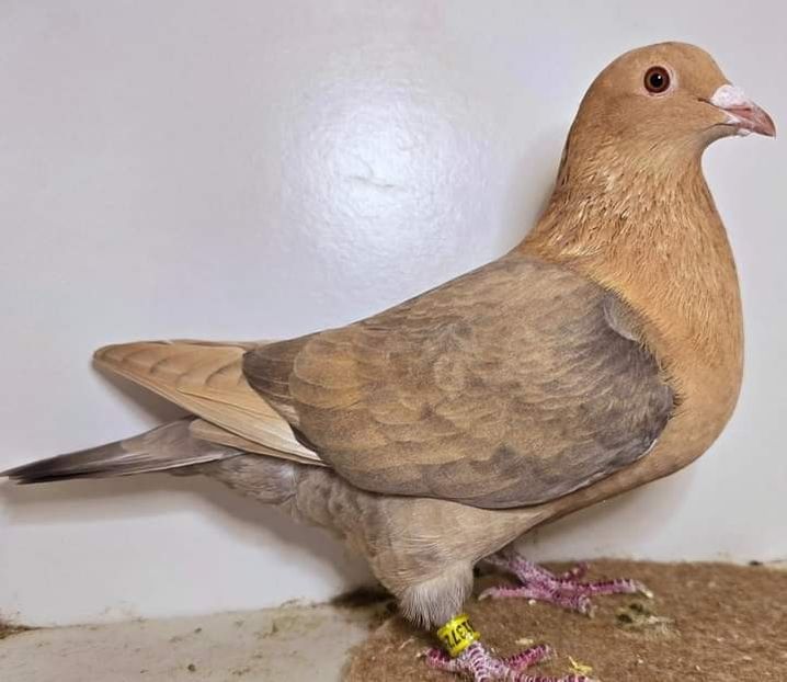  - Nu îmi aparțin 7