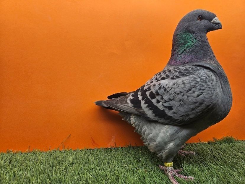 FEMELĂ RO 23 - 1914 - CAMPIOANA NATIONALA ÎMPRUMUTATA ZIMNICEA - ÎMPRUMUTAȚI SEZON 2025