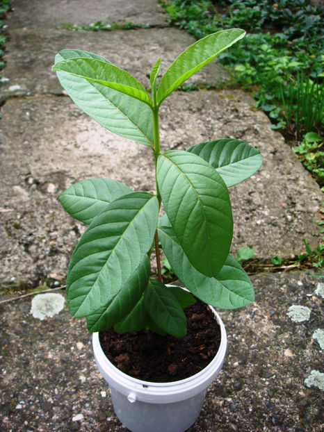 Alt guava - oct. 2024 - Guava