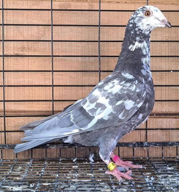  - Nu îmi aparțin 7