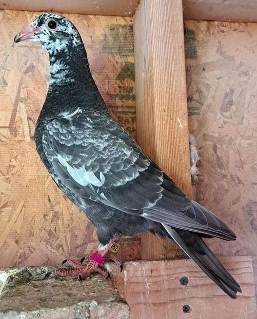  - Nu îmi aparțin 7