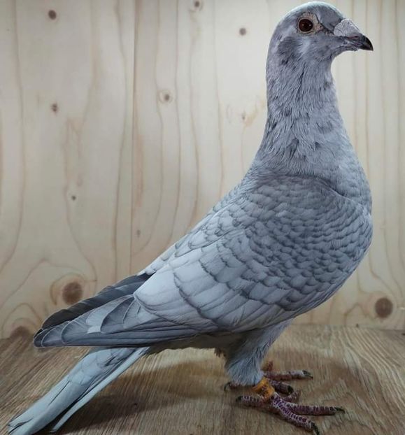  - Nu îmi aparțin 7