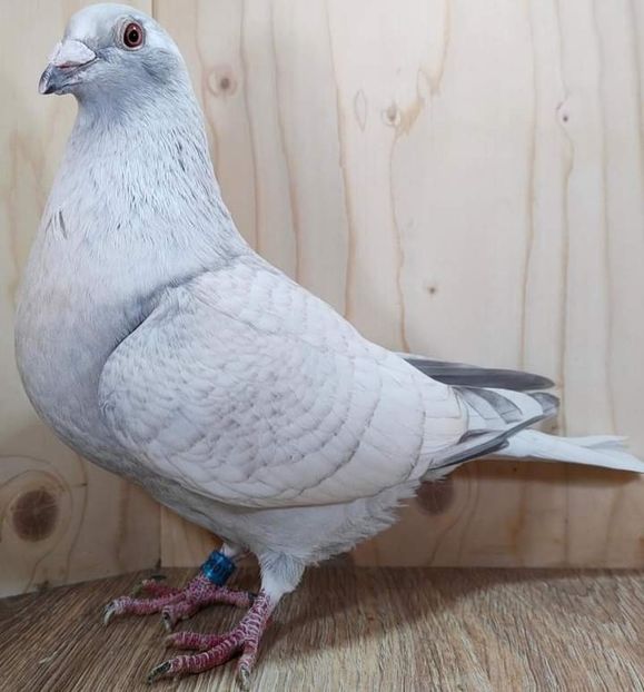  - Nu îmi aparțin 7