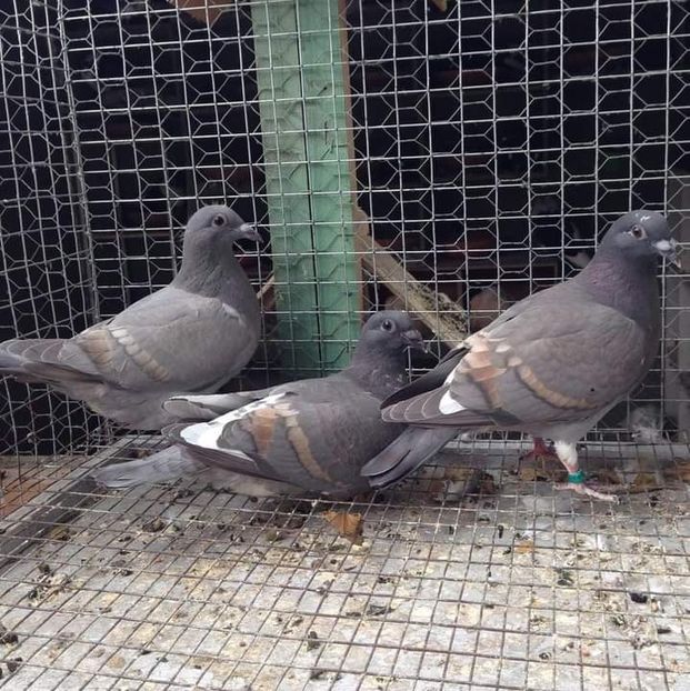  - Nu îmi aparțin 7