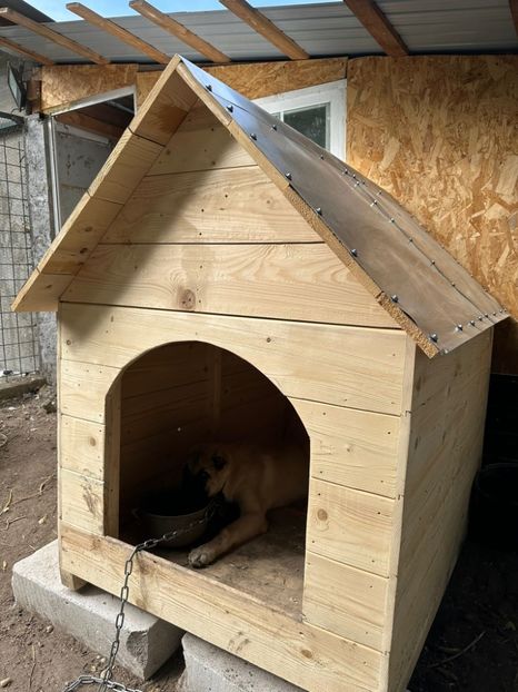 E7720243-F2B4-4CC7-844F-0DE42608B8A6 - Ciobanesc caucazian