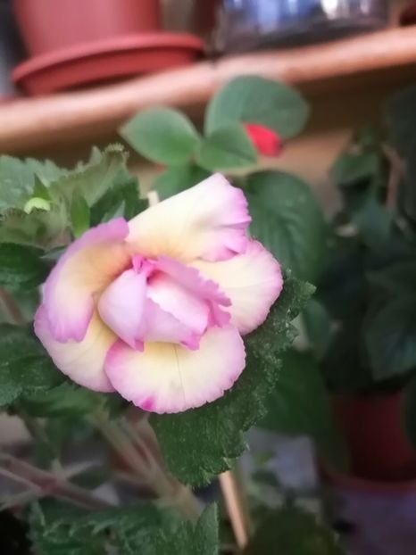  - Vanilla Custard