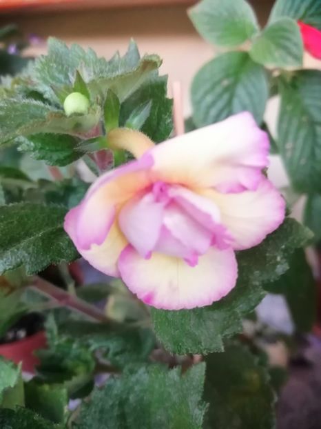  - Vanilla Custard