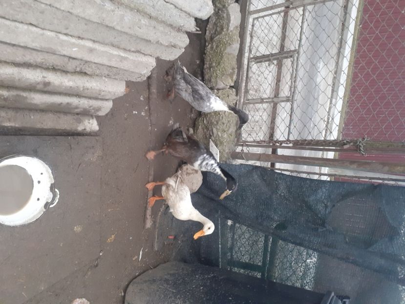  - Rate Alergatoare Indiana