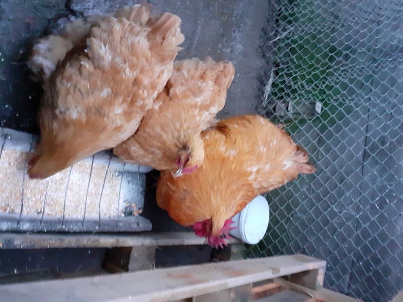  - Gaini Orpington galben