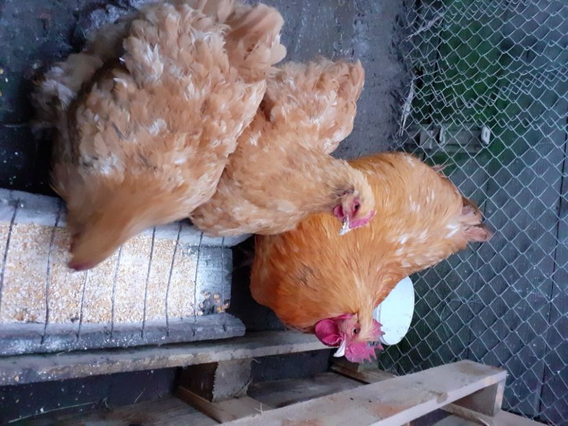  - Gaini Orpington galben