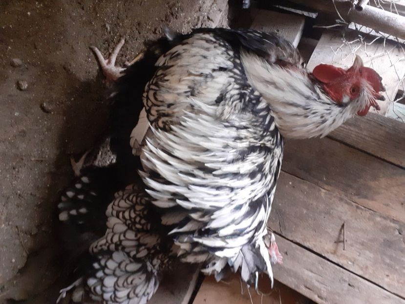  - Gaini Orpington argintiu