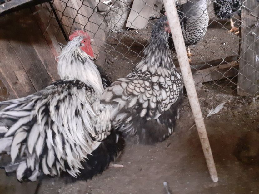  - Gaini Orpington argintiu