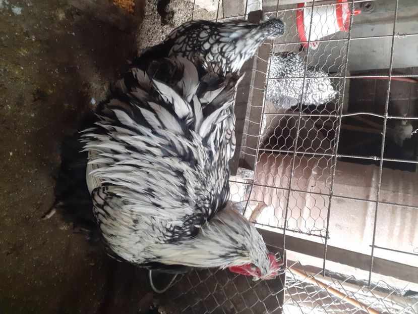  - Gaini Orpington argintiu